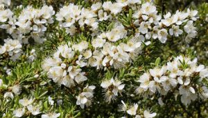 Manuka Honey Production